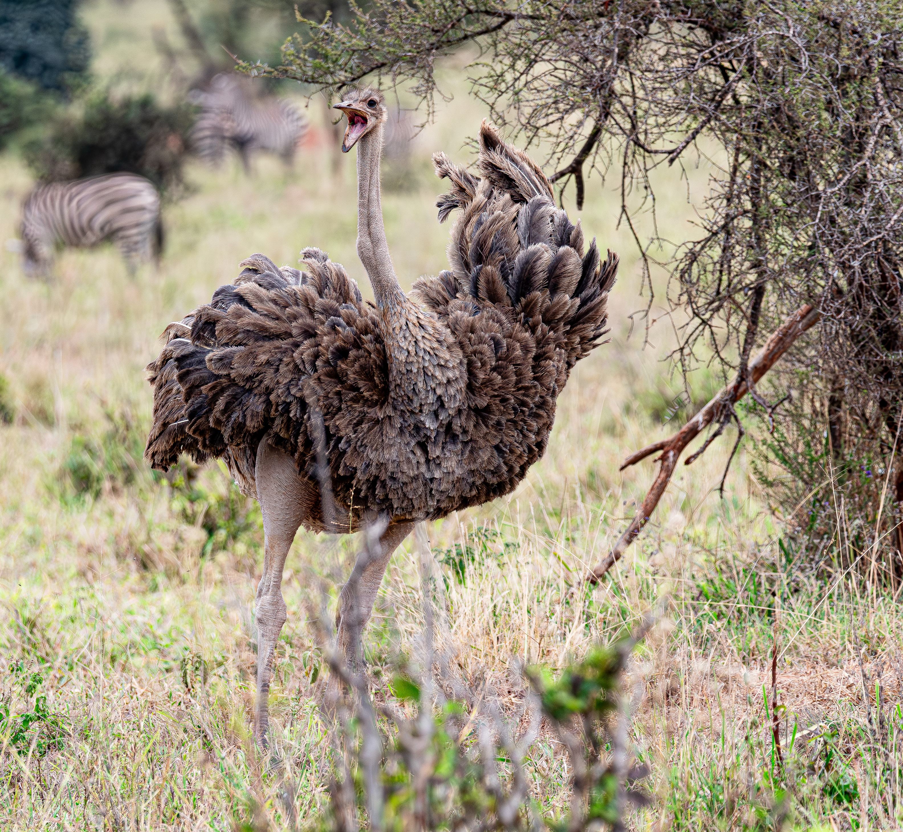 Ostrich post mating